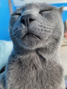 Scar with his eyes closed.