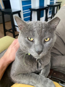 Scar sitting on a lap